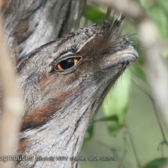 Podargus strigoides (Tawny Frogmouth) at Ulladulla, NSW - 2 Aug 2018 by CharlesDove