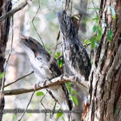 Podargus strigoides at Ulladulla, NSW - 3 Aug 2018