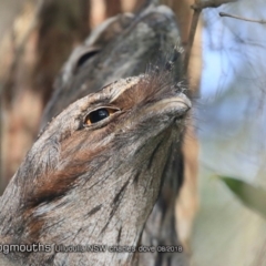 Podargus strigoides at Ulladulla, NSW - 3 Aug 2018