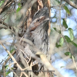 Podargus strigoides at Ulladulla, NSW - 3 Aug 2018