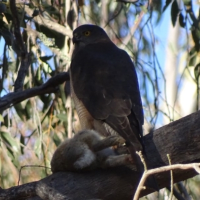 Accipiter fasciatus (Brown Goshawk) at Symonston, ACT - 2 Aug 2018 by roymcd