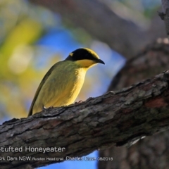 Lichenostomus melanops (Yellow-tufted Honeyeater) at Morton National Park - 3 Aug 2018 by CharlesDove