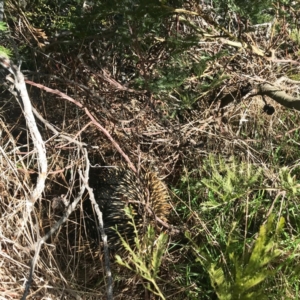 Tachyglossus aculeatus at Dunlop, ACT - 2 Aug 2018 08:48 AM