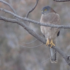 Tachyspiza fasciata (Brown Goshawk) at Red Hill, ACT - 6 Aug 2018 by roymcd