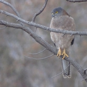 Accipiter fasciatus at Red Hill, ACT - 6 Aug 2018