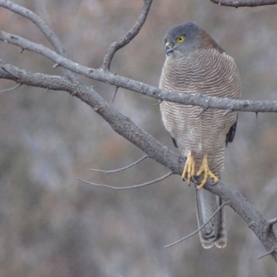 Tachyspiza fasciata (Brown Goshawk) at Red Hill, ACT - 6 Aug 2018 by roymcd