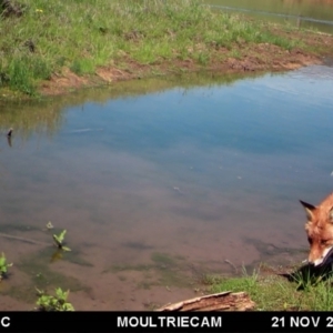 Vulpes vulpes at Michelago, NSW - 21 Nov 2017