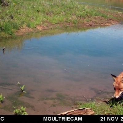 Vulpes vulpes (Red Fox) at Michelago, NSW - 20 Nov 2017 by Illilanga