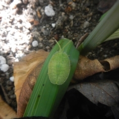 Musgraveia sulciventris (Bronze Orange Bug) at Higgins, ACT - 19 Jul 2018 by AlisonMilton