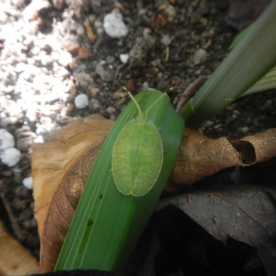 Musgraveia sulciventris (Bronze Orange Bug) at Higgins, ACT - 19 Jul 2018 by Alison Milton