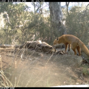 Vulpes vulpes at Michelago, NSW - 2 Jul 2012 03:41 PM