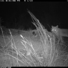 Vulpes vulpes (Red Fox) at Michelago, NSW - 21 Jun 2012 by Illilanga