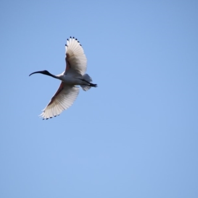 Threskiornis molucca (Australian White Ibis) at Lake Tuggeranong - 17 Jul 2018 by Alison Milton