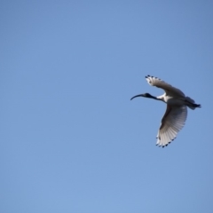 Threskiornis molucca at Greenway, ACT - 17 Jul 2018