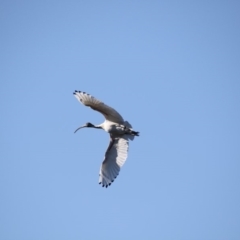 Threskiornis molucca at Greenway, ACT - 17 Jul 2018