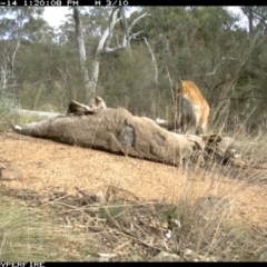 Vulpes vulpes (Red Fox) at Michelago, NSW - 14 Jun 2012 by Illilanga