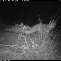 Vulpes vulpes (Red Fox) at Michelago, NSW - 13 Jun 2012 by Illilanga