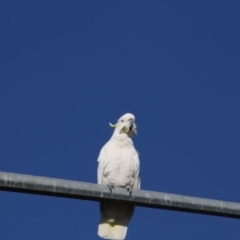 Cacatua galerita (Sulphur-crested Cockatoo) at Greenway, ACT - 17 Jul 2018 by Alison Milton
