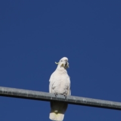 Cacatua galerita (Sulphur-crested Cockatoo) at Greenway, ACT - 17 Jul 2018 by AlisonMilton
