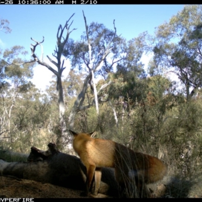 Vulpes vulpes (Red Fox) at Michelago, NSW - 26 May 2012 by Illilanga