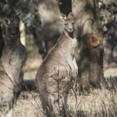 Macropus giganteus (Eastern Grey Kangaroo) at Greenway, ACT - 17 Jul 2018 by Alison Milton