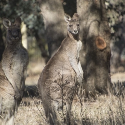 Macropus giganteus (Eastern Grey Kangaroo) at Lake Tuggeranong - 17 Jul 2018 by Alison Milton