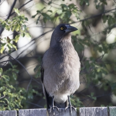 Strepera versicolor (Grey Currawong) at Higgins, ACT - 26 Jul 2018 by AlisonMilton