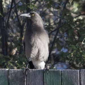 Strepera versicolor at Higgins, ACT - 26 Jul 2018