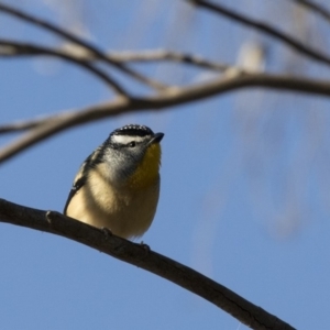 Pardalotus punctatus at Canberra Central, ACT - 27 Jul 2018 08:57 AM