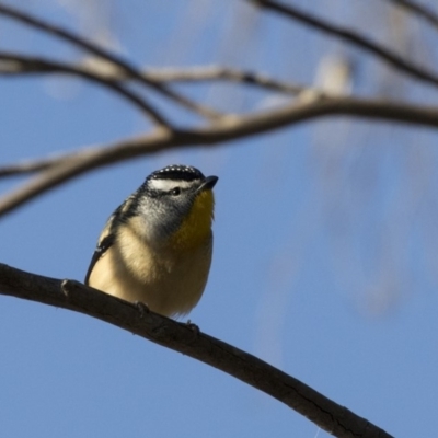 Pardalotus punctatus (Spotted Pardalote) at ANBG - 26 Jul 2018 by Alison Milton