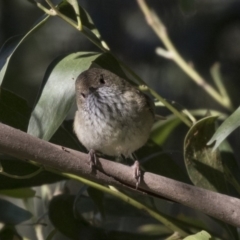 Acanthiza pusilla (Brown Thornbill) at Canberra Central, ACT - 26 Jul 2018 by Alison Milton