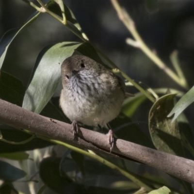 Acanthiza pusilla (Brown Thornbill) at Canberra Central, ACT - 27 Jul 2018 by AlisonMilton