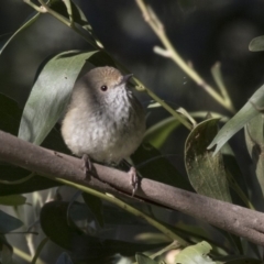 Acanthiza pusilla at Canberra Central, ACT - 27 Jul 2018 09:00 AM