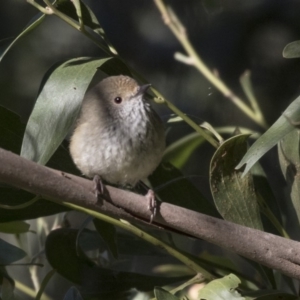 Acanthiza pusilla at Canberra Central, ACT - 27 Jul 2018