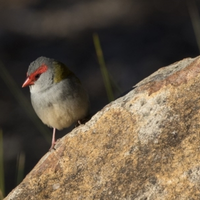 Neochmia temporalis (Red-browed Finch) at Canberra Central, ACT - 27 Jul 2018 by AlisonMilton