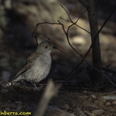 Colluricincla harmonica (Grey Shrikethrush) at Wanniassa Hill - 5 Aug 2018 by BIrdsinCanberra