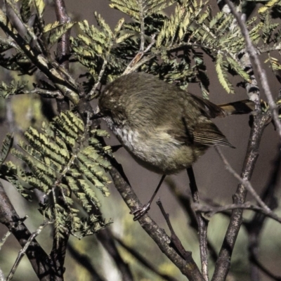 Acanthiza pusilla (Brown Thornbill) at Jerrabomberra, ACT - 5 Aug 2018 by JonSteinbeck