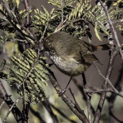 Acanthiza pusilla (Brown Thornbill) at Isaacs Ridge and Nearby - 4 Aug 2018 by BIrdsinCanberra
