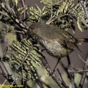 Acanthiza pusilla at Jerrabomberra, ACT - 5 Aug 2018 09:08 AM