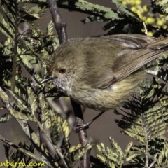 Acanthiza pusilla at Jerrabomberra, ACT - 5 Aug 2018