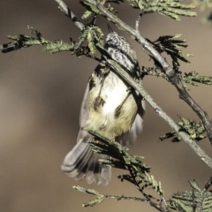 Acanthiza pusilla at Jerrabomberra, ACT - 5 Aug 2018 09:08 AM