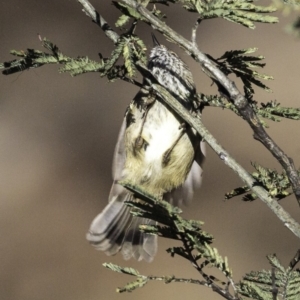 Acanthiza pusilla at Jerrabomberra, ACT - 5 Aug 2018