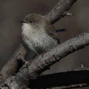 Malurus cyaneus at Jerrabomberra, ACT - 5 Aug 2018 09:12 AM