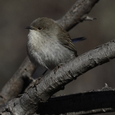 Malurus cyaneus (Superb Fairywren) at Jerrabomberra, ACT - 5 Aug 2018 by JonSteinbeck