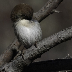 Malurus cyaneus at Jerrabomberra, ACT - 5 Aug 2018