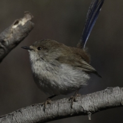 Malurus cyaneus at Jerrabomberra, ACT - 5 Aug 2018 09:12 AM