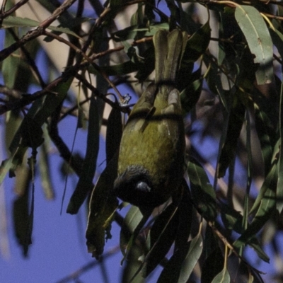 Nesoptilotis leucotis (White-eared Honeyeater) at Isaacs Ridge and Nearby - 4 Aug 2018 by BIrdsinCanberra