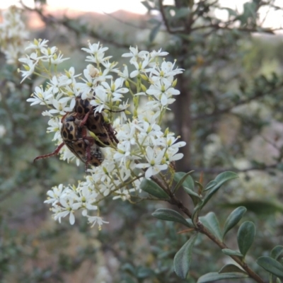 Bursaria spinosa (Native Blackthorn, Sweet Bursaria) at Paddys River, ACT - 22 Jan 2017 by michaelb