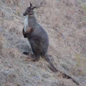 Osphranter robustus at Bullen Range - 25 Jul 2018