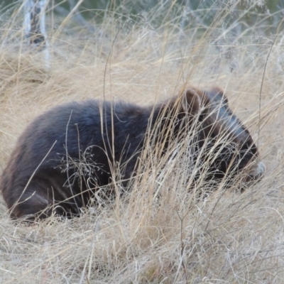 Vombatus ursinus (Common wombat, Bare-nosed Wombat) at Tennent, ACT - 4 Jul 2018 by MichaelBedingfield